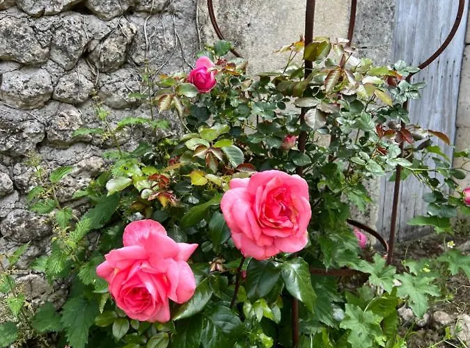 Le Loriot * Champagne-et-Fontaine